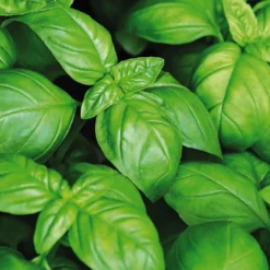 Basilic Grand Vert Bio. Le pot de 1 litre