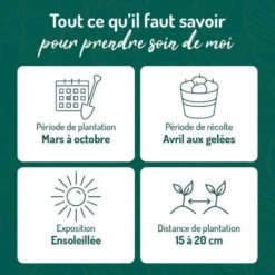 Basilic Grand Vert Bio. Le pot de 1 litre