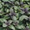 Basilic Magic Blue® Bio. Le pot de 1 litre
