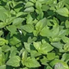 Basilic Marseillais Bio. Le pot de 1 litre