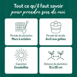 Basilic Marseillais Bio. Le pot de 1 litre