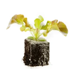 Batavia Brune Bio. La motte de 4x4 cm