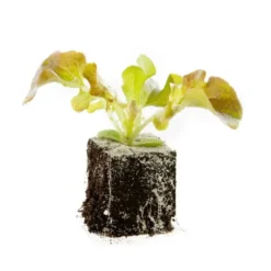 Batavia Brune Bio. La motte de 4x4 cm
