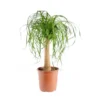 Beaucarnea. Le pot Ø 21 cm