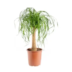 Beaucarnea. Le pot Ø 21 cm