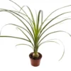 Beaucarnea ou Pied d’éléphant pot Ø6 cm