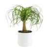 Beaucarnea recurvata botanic®. Le pot de Ø 21 cm