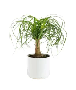 Beaucarnea recurvata botanic®. Le pot de Ø 21 cm