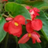 Begonia Dragon Wing. Le pack de 6 plants