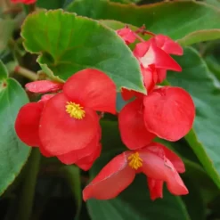 Begonia Dragon Wing. Le pack de 6 plants