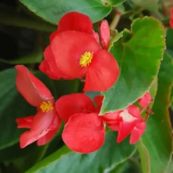 Bégonia Dragon Wing à fleurs rouges - Le pack de 4 plants
