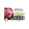 Bégonia Erecta Double Bouton de Rose XXL rose clairà bord foncé Ernest Turc - bulbes vrac