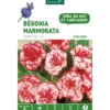 Bégonia Marmorata rose botanic® - 3 bulbes