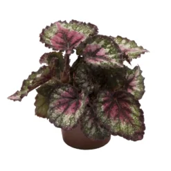 Bégonia rex mix multicolore. Le pot de Ø 6 cm