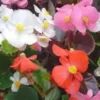 Bégonia Semperflorens - La suspension en osier