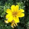 Bidens jaune - Le pot de 2,5 litres