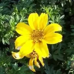 Bidens jaune - Le pot de 2,5 litres