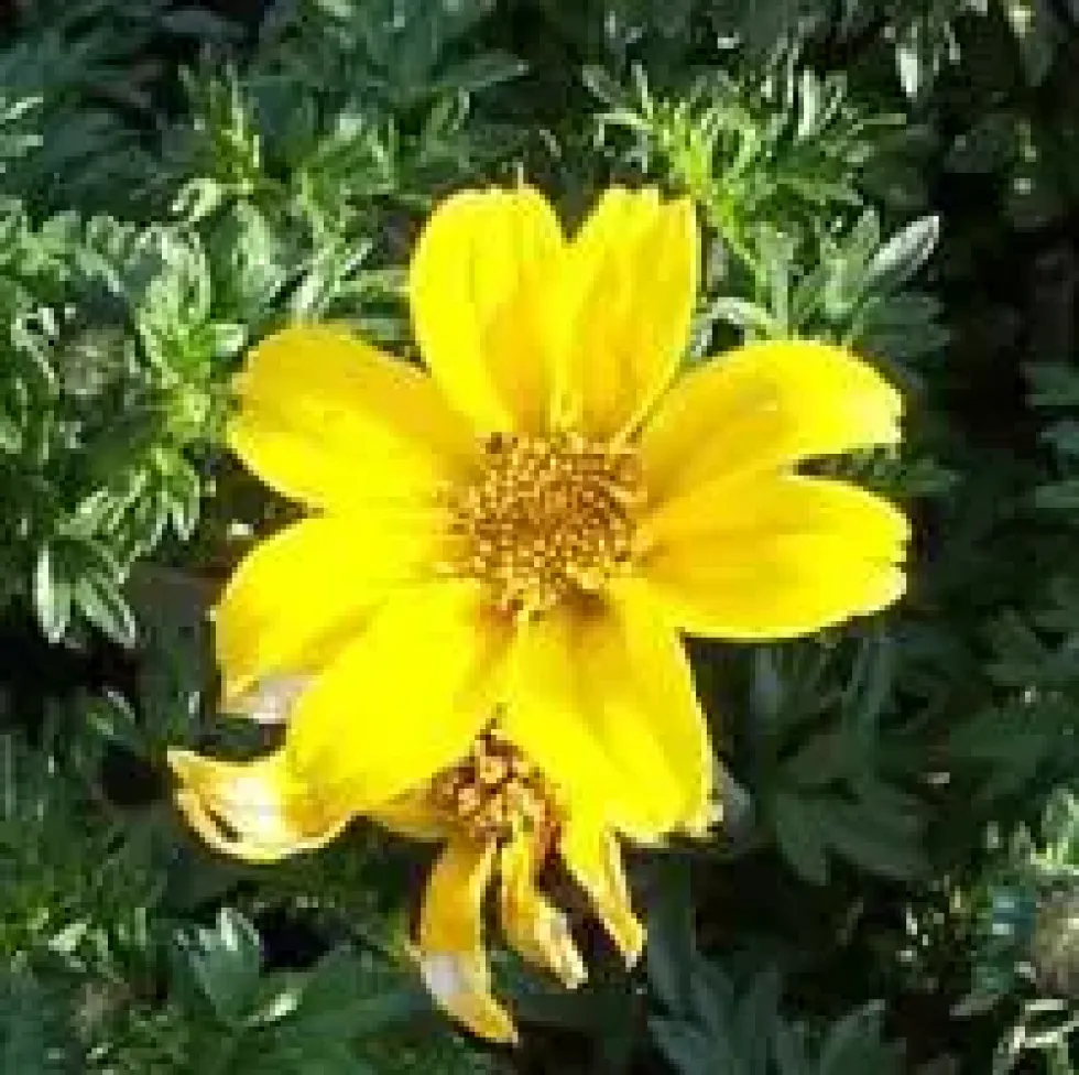Bidens jaune - Le pot de 2,5 litres