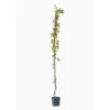 BIGNONIA VENUSTA. Le pot de 7 litres