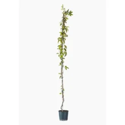BIGNONIA VENUSTA. Le pot de 7 litres
