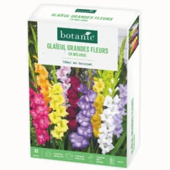 Boite de bulbes de fleurs Glaïeuls grandes fleurs en mélange botanic® – 32 bulbes