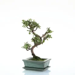 Bonsaï botanic® Portulacaria avec pot et soucoupe - Taille 3,2