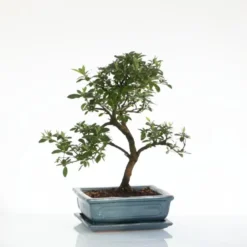 Bonsaï botanic® Zelkova avec pot et soucoupe - Taille 3,2