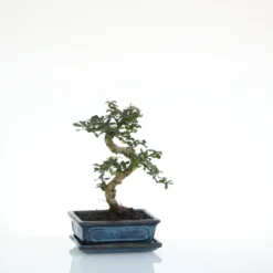 Bonsaï Carmona botanic® taille 4,2. Le pot