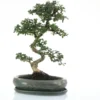 Bonsaï Carmona botanic® taille 5,5. Le pot