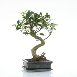 Bonsaï Ficus Retusa botanic® taille 5,5. Le pot