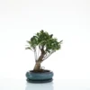 Bonsaï Ficus Retusa botanic® taille 2,5. Le pot