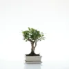 Bonsaï Ficus Retusa botanic® taille 1,5. Le pot