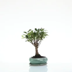 Bonsaï Ficus Retusa botanic® taille 1,2. Le pot