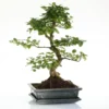 Bonsaï Ligustrum botanic® taille 5,5. Le pot
