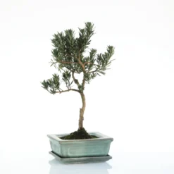 Bonsaï Podocarpus botanic® taille 1,2. Le pot