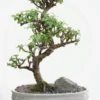 Bonsaï Portulacaria botanic® taille 7,5. Le pot