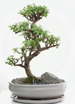 Bonsaï Portulacaria botanic® taille 7,5. Le pot