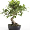 Bonsaï rempoté varié botanic® mix taille 8