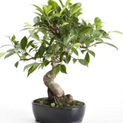 Bonsaï rempoté varié botanic® mix taille 8