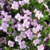 Boronia "Coeur" - Le pot de 14 cm