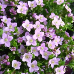Boronia "Coeur" - Le pot de 14 cm