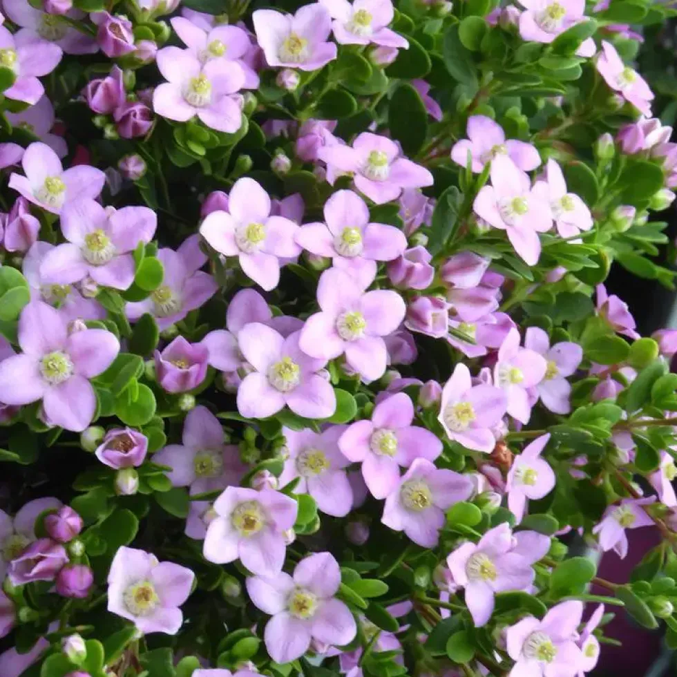 Boronia "Coeur" - Le pot de 14 cm