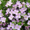 Boronia Crenulata - Le pot de 3 litres