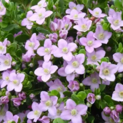 Boronia Crenulata - Le pot de 3 litres