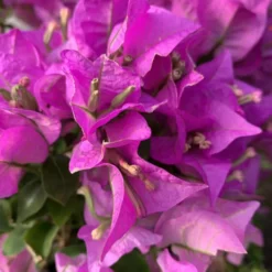 Bougainvillée (Bougainvillea) Sanderiana pyramide. Le pot 2,5 litres