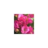 Bougainvillée colonne - Le pot de 10 litres