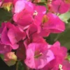 Bougainvillée Tippi - La jardinière de 18 cm