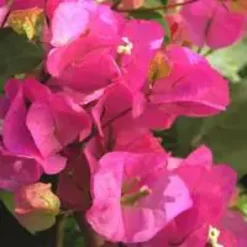 Bougainvillée Tippi - La jardinière de 18 cm