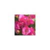 Bougainvillée Tippi - Le pot de 5 litres
