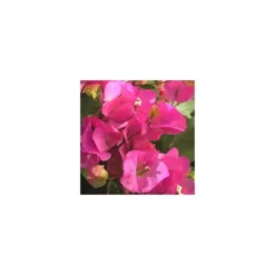 Bougainvillée Tippi - Le pot de 5 litres